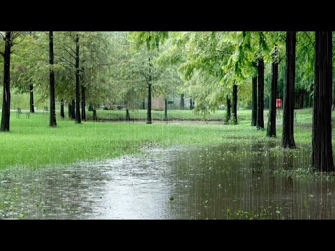 I suoni della pioggia nella foresta sono efficaci contro l'insonnia: dormire con il rumore bianco