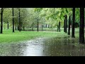 Rain Sounds In The Forest Is Effective For Insomnia Best Sleeping White Noise Fall Asleep Quickly