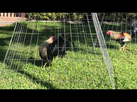 Mule Train/Redquill X Sweater