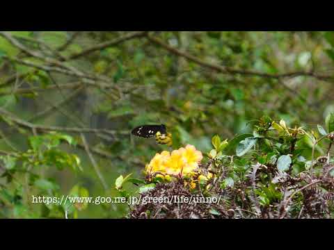 ロスチャイルドトリバネアゲハのメスの飛翔