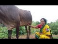 Preparemilking Vlog
