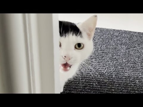 Neighbours Cat Is Happy To See Me (He Meows With Joy)