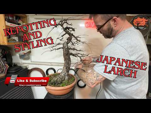 The Art of Japanese Larch Bonsai: Repotting & Styling Techniques