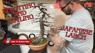 The Art of Japanese Larch Bonsai: Repotting & Styling Techniques