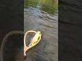 Video Thumbnail for Saskatchewan BIG Brown Trout!