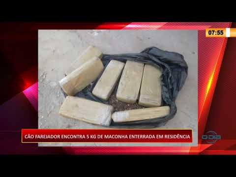 CaÌƒo farejador encontra 5kg de maconha enterrada numa casa em Picos 14 09 2020