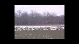preview picture of video 'snow goose hunting 2013'