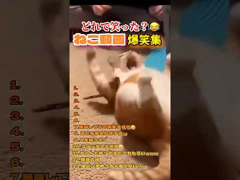 どれがおもしろかった？w #ねこ動画 #ねこのいる生活 #ねこおもしろ動画 #おもしろ #funny #面白集