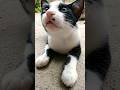 Meow Tuxedo Cat