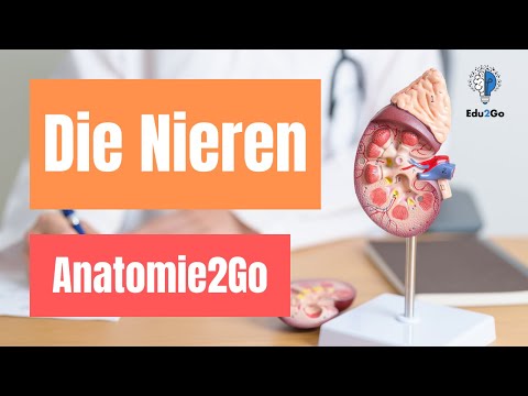Das Klärwerk unseres Körpers - die NIERE (1/2) | Anatomie2Go