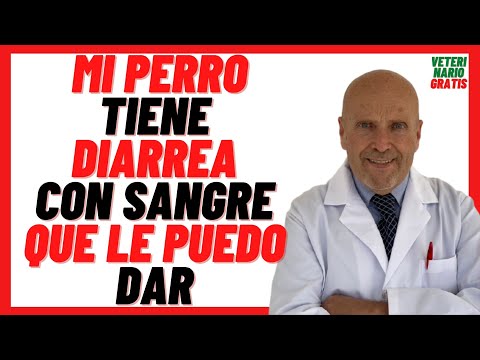 , title : '🔴 Mi PERRO Tiene DIARREA Con SANGRE Que le PUEDO DAR 🔴 HECES, POPO o DIARREA con SANGRE en PERROS'