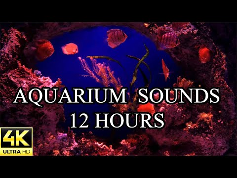 AQUARIUM 4K Coral Reef NO MUSIC and NO ADS 4K Reef Tank - 12 Hours | Aquarium Sounds For Sleeping 🐠
