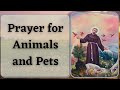 Prayer For Animals And Pets St Francis Of Assisi Prayer Goodwill Prayers