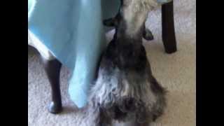 Simple partial (focal) seizure in a dog