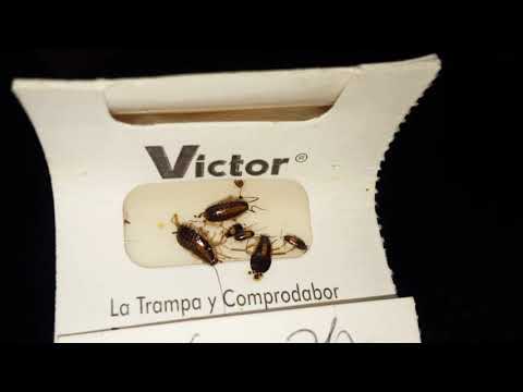 Tools of the Trade: How to Monitor a Cockroach Infestation in Brielle, NJ