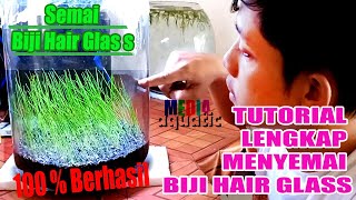 cara mudah menanam benih hair grass aquascape