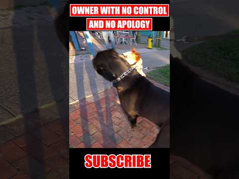 Dog Attacked My Cane Corso #dog #canecorso #shorts