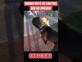 Dog Attacked My Cane Corso #dog #canecorso #shorts