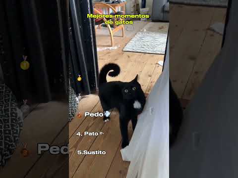 Mejores Momentos de Gatos