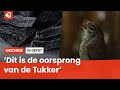 In Depot: de herkomst van het woord 'Tukker'