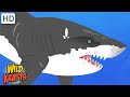 Sharks and Other Sea Creatures [Full Episodes] Wild Kratts