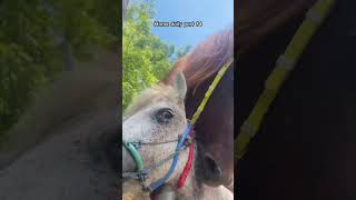 Download lagu Horse daily part 84 #animals # #horse #breeding mp3