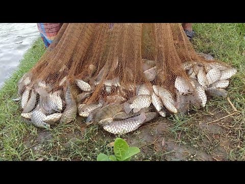 Net Fishing | Here is The Big Catch & You Don't Believe That How Many Fishes Catch by Cast Net