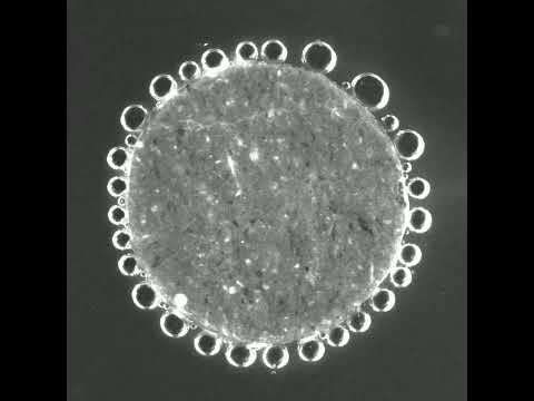 Multiscale Reactive Transport in Carbonate Rocks | Multiscale Physics in Energy Systems Group