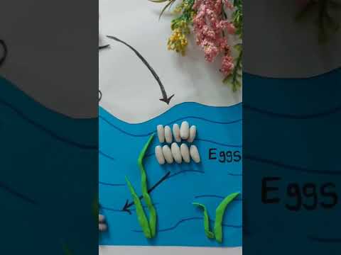 Mosquito life cycle project 🥰🥰🥰 #shorts #short #shortvideo #youtubeshorts