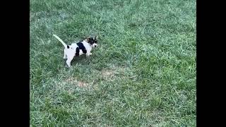 Video preview image #1 Mutt Puppy For Sale in Pleasanton, CA, USA