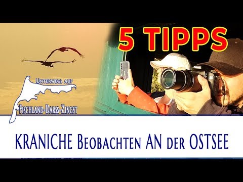 5 Tipps für Kranichbeobachtung an der Ostsee | Zingst