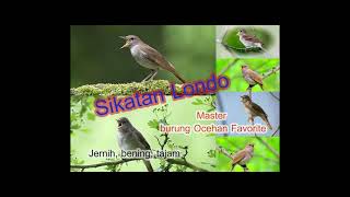 Download lagu SIKATAN LONDO ..master burung ocehan favorite mp3