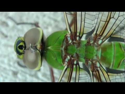 Green Darner Dragonfly (Aeschnidae: Anax junius) Dorsal Close-up