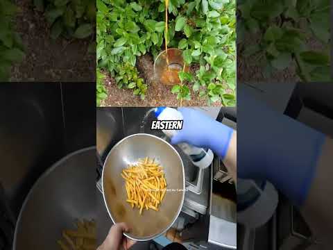 Yes, I make a lot of Poutine 😅