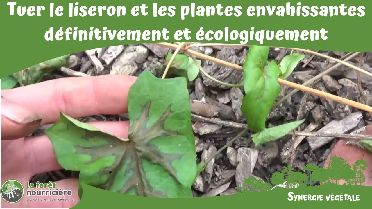 Tuer le liseron et les plantes envahissantes définitivement et écologiquement