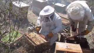 Beekeeping in Illimo