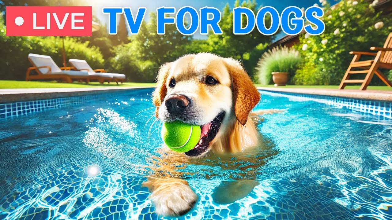 ⭕ 24 Hours of Anti Anxiety Dog TV:Relaxing Music for Dogs& Fast-Boredom Busting Videos for Dog Music