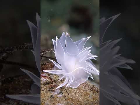 Hannah Tilley - I LOVE NUDIS