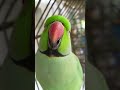 Ye Mithu Talking Parrot Cute ️