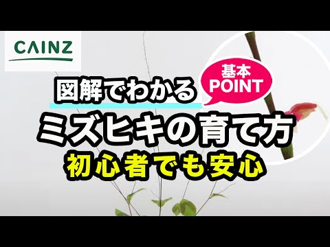 園芸 クズウコン、ヤマネ、祈りの植物