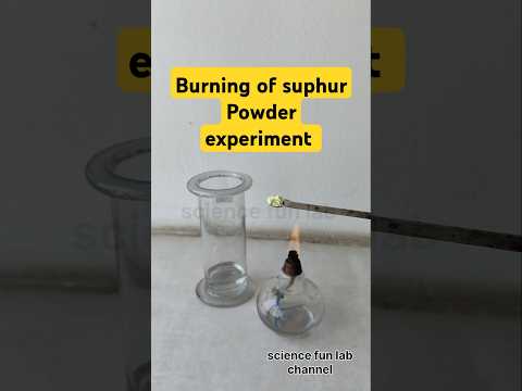 sulphur powder burns, it reacts with oxygen in the air to produce sulfur dioxide #shorts #chemistry
