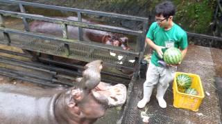 Hippo Family Eating Watermelons＆Baby hippo @Nagasaki Japan