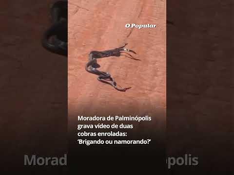 Moradora de Palminópolis grava vídeo de duas cobras enroladas: ‘Brigando ou namorando?’