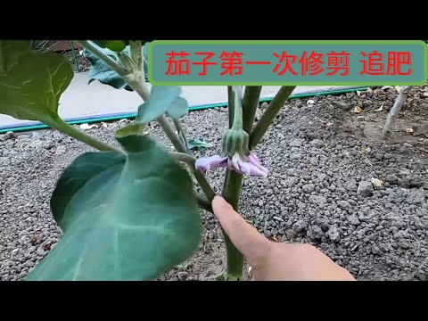 【茄子种植】茄子高产的修剪方法 追肥 II 茄子的修剪时机和方法