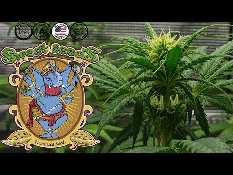 Jet Fuel Mandarine XL Auto | Week 6 | Sweet Seeds (Autoflower)