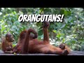 ORANGUTANs At The Sepilok Rehab Centre Sabah Borneo Malaysia Travel Vlog