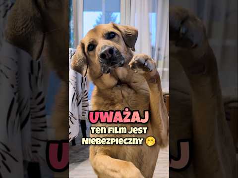 Lepiej tego nie oglądaj 🫣🐶🐶🫣 #piesek #pies #zwierzaki #kundelek #pieski #uroczezwierzęta #psieżycie