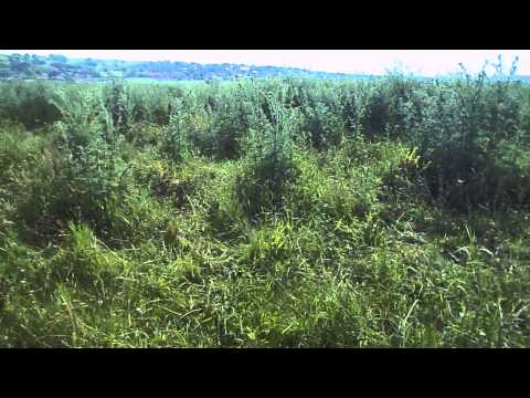 Pasunea din satul Voinesti,com.Vulturesti,jud.Vaslui-in atentia APIA Vaslui si DNA Iasi