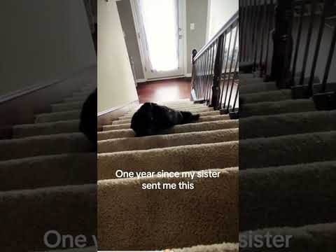 #funnydogs#cute#doglover#doglife#cure#dogshorts#pet#doglife#dogshorts