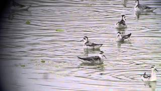 preview picture of video 'Red-necked Phalaropes spinning'